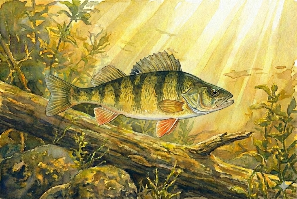 Yellow Perch caught in Lake Simcoe